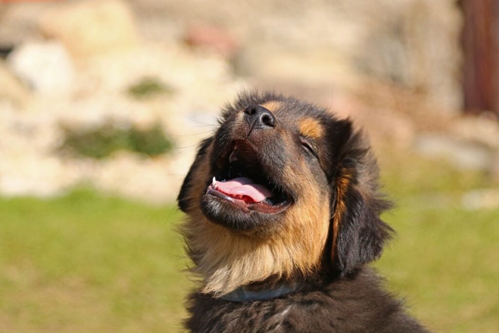 Comportamento Canino: Por Que Eles Agem Assim?