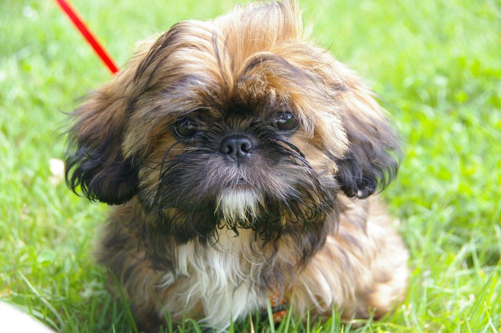 SHIH TZU