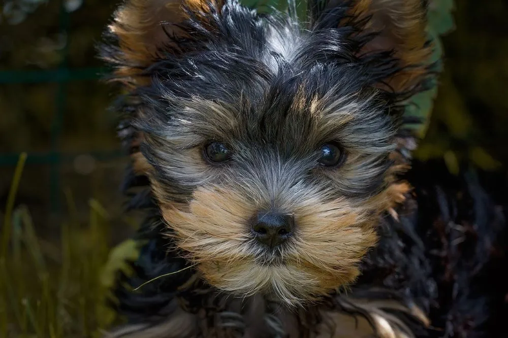 Fatos Interessantes Sobre o Yorkshire Terrier