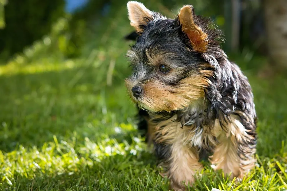 Fatos Interessantes Sobre o Yorkshire Terrier