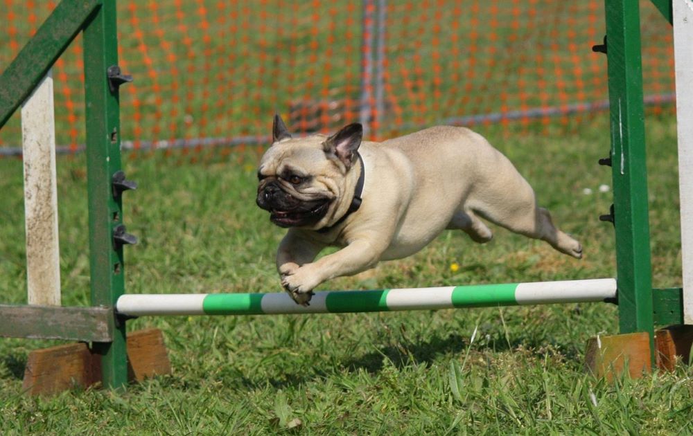 Por que Pug Adora Frutas