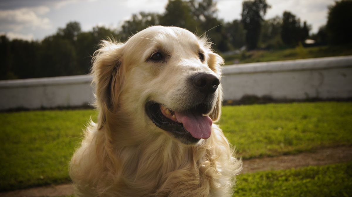 Golden Retriever