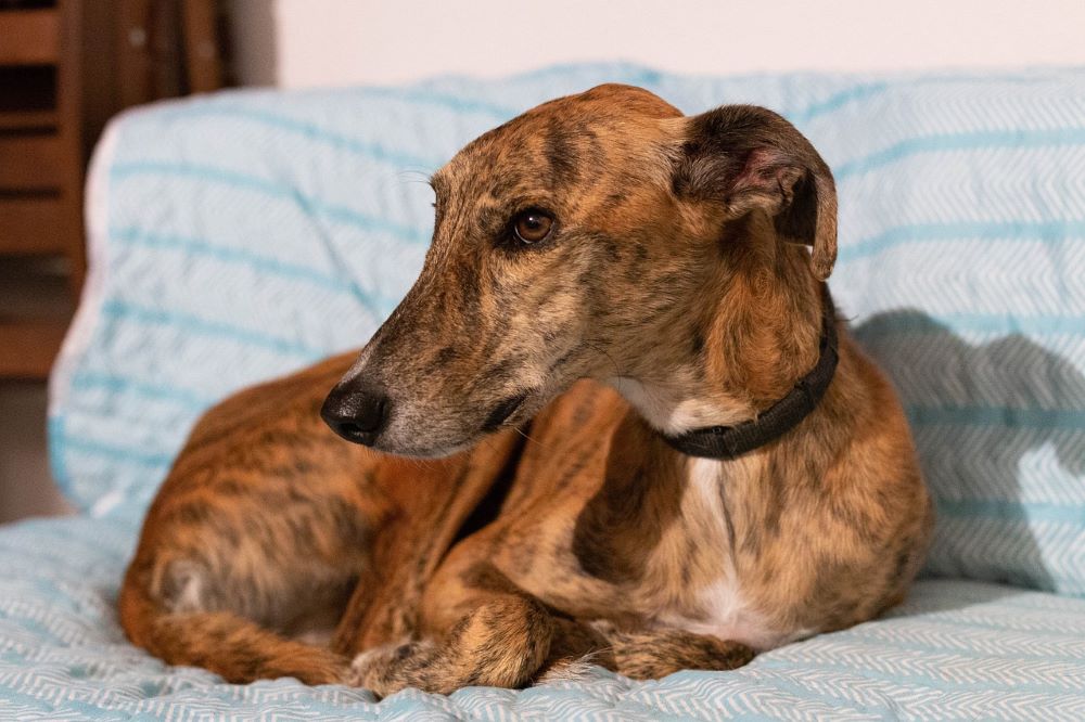 GALGO EGÍPCIO