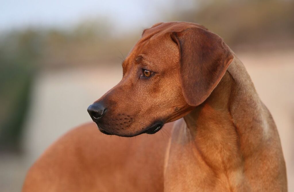 Thai Ridgeback