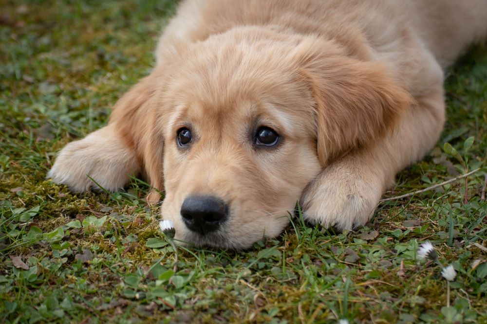 Comportamento Canino: Por Que Eles Agem Assim?