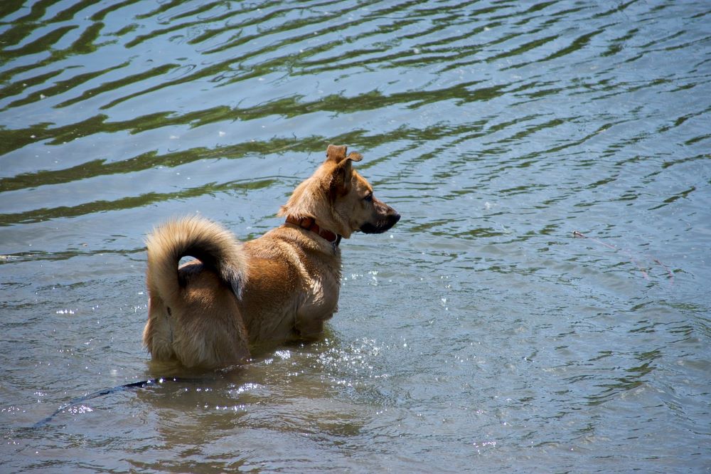 Cachorro vira lata