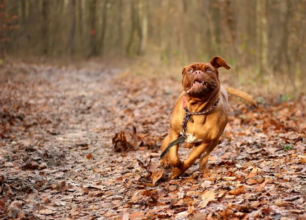 Exercícios Regulares para seu Cão