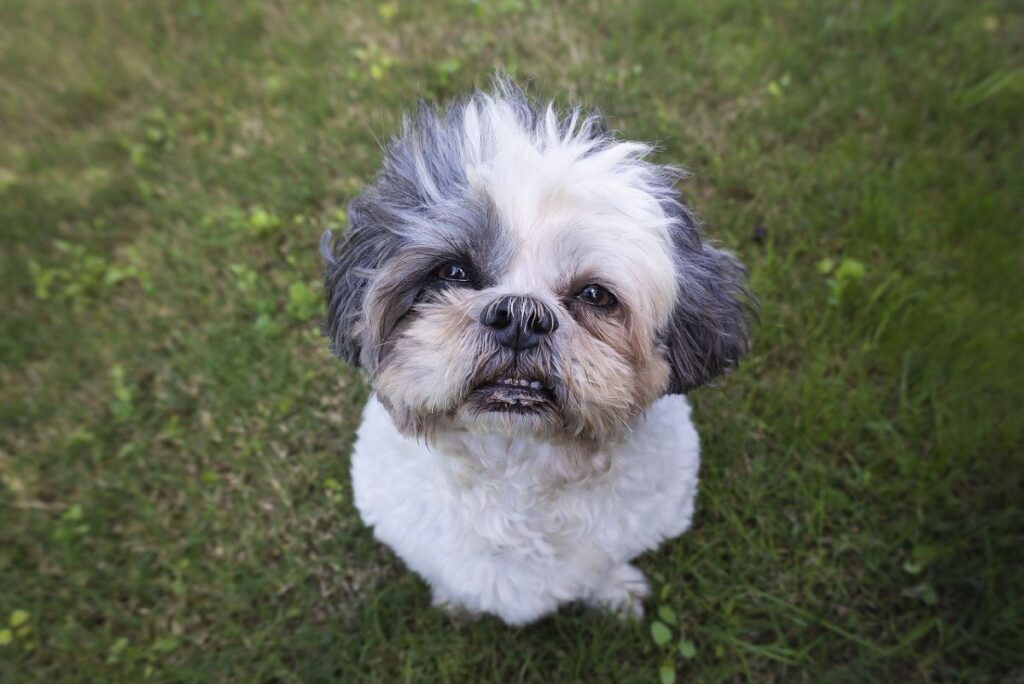 SHIH TZU