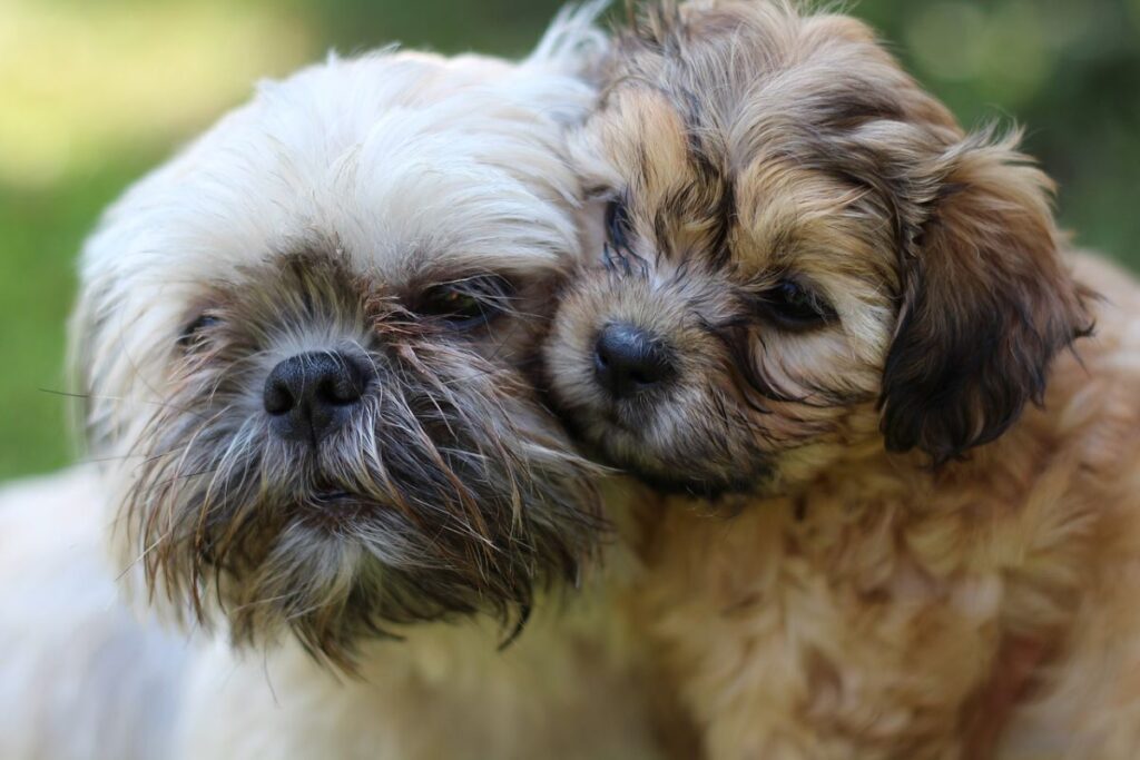 SHIH TZU