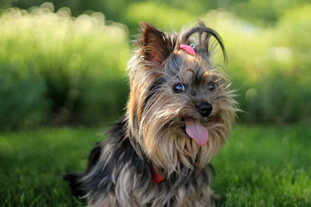 Fatos Interessantes Sobre o Yorkshire Terrier