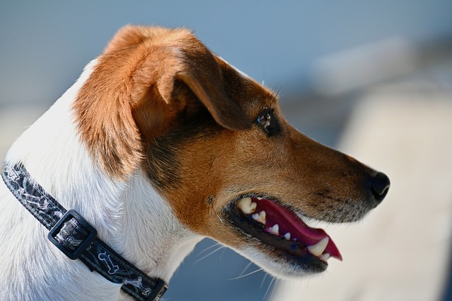 Trocar a coleira do cachorro