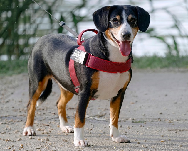 Como escolher a cor da coleira com base na pelagem do cachorro?