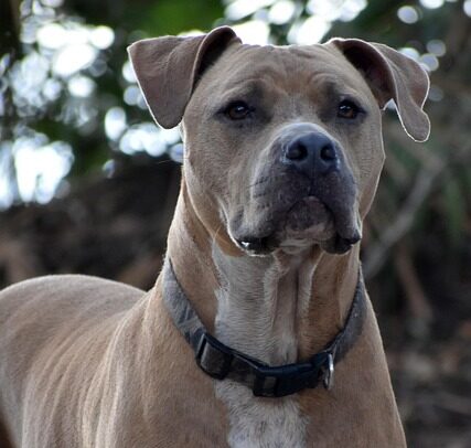 Tipo ideal de Coleira para seu cachorro