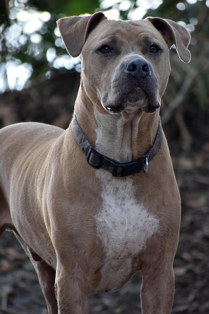 Coleira ideal para seu cachorro