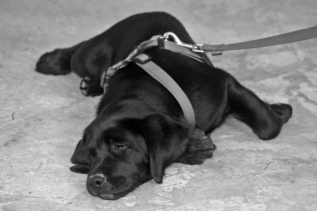 Cachorro com coleira peitoral
